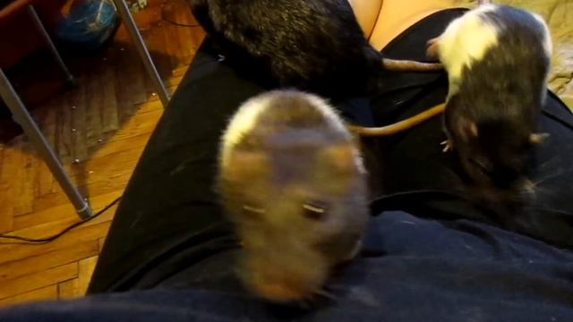 Крысы | Очередное сселение, минимизация, и жующий Росс. ^_^ (Fancy Rats) смотреть онлайн