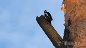 Невероятные факты о ДЯТЛАХ.