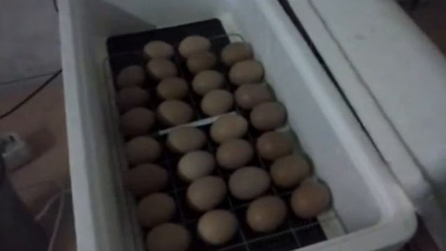 Инкубация куриных яиц 14 день проверка овоскопом смотреть онлайн