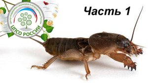 Как бороться с медведкой. Объявляем войну медведке. Часть 1