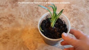 Размножаем гиацинты в домашних условиях.  Результат.