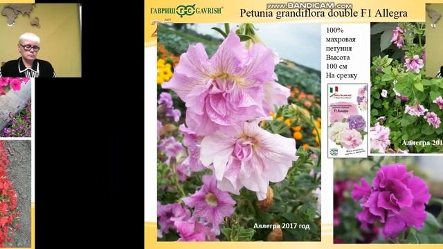 Сорта петуний и виол. Новинки итальянской компании "Фарао" смотреть онлайн