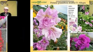 Сорта петуний и виол. Новинки итальянской компании "Фарао"