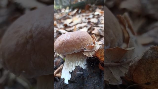 Гриб- боровик! смотреть онлайн