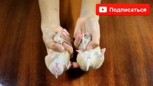 КАК ОПРЕДЕЛИТЬ ПОЛ ХОМЯКА / ОПРЕДЕЛЯЮ ПОЛ ХОМЯЧАТ / Мальчики или Девочки / floor hamster /Алиса Изи
