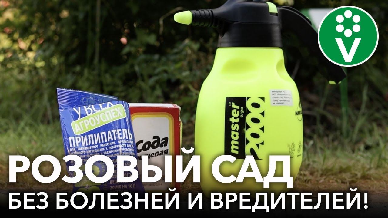 ВОЛШЕБНОЕ СРЕДСТВО ДЛЯ РОЗ ОТ БОЛЕЗНЕЙ И ВРЕДИТЕЛЕЙ! Шикарный розовый сад без использовании химии