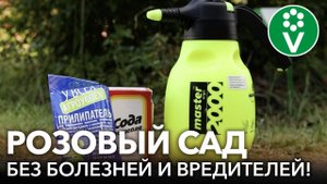 ВОЛШЕБНОЕ СРЕДСТВО ДЛЯ РОЗ ОТ БОЛЕЗНЕЙ И ВРЕДИТЕЛЕЙ! Шикарный розовый сад без использовании химии