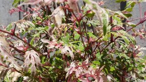 Виноградовник железистый "Элеганс"