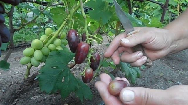 Виноград Барин смотреть онлайн