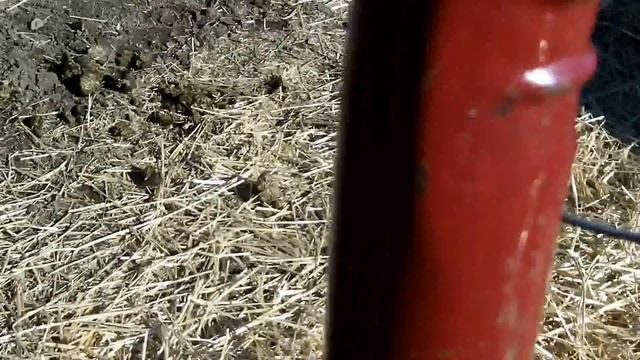 Rather Rapid Racing Stable 2/11/13 смотреть онлайн