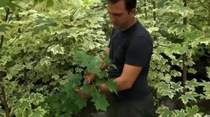 Acer platanoides 'Drummondii' - Korai juhar