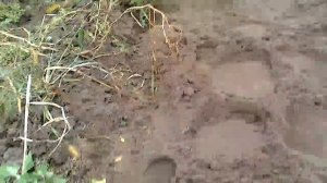 Ши-тцу - Crazy Dog - Щенок Шицу - Shih Tzu