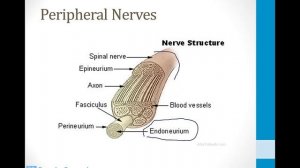 Неврология USMLE - 7. Иные темы - 5.Демиелинизирующие заболевания