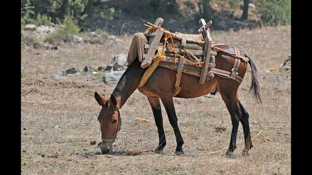 Какой день 8 мая - Всемирный день Осла смотреть онлайн