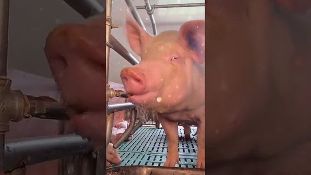 This pig is so cute when he drinks water, his eyes are so cute #Shorts