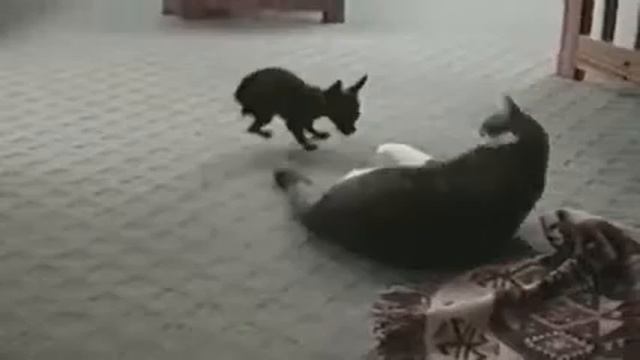 Котовасия! смотреть онлайн