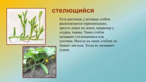 Разнообразие стеблей биология 7 кл.mp4