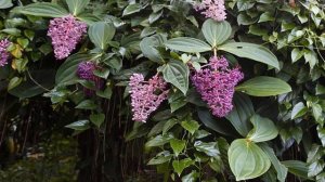 Вечнозеленое растение мединилла