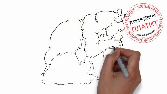 Как нарисовать взрослого кота карандашом поэтапно смотреть онлайн