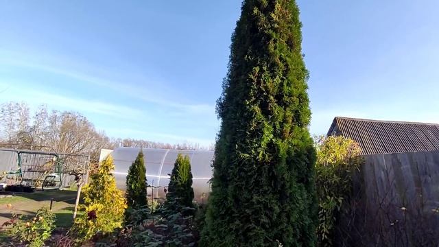 Хвойные моего сада смотреть онлайн