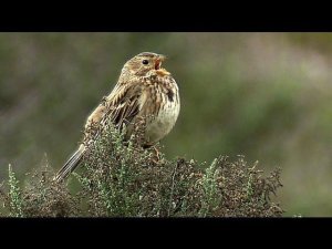 Просянка  (Miliaria calandra, Emberiza calandra)