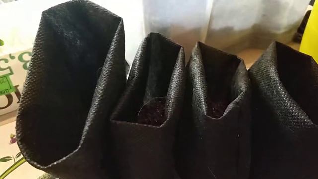 Огород на подоконнике. Огурчики. смотреть онлайн