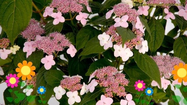 Гортензия пильчатая Оамача. Краткий обзор, описание характеристик hydrangea serrata Oamacha смотреть онлайн