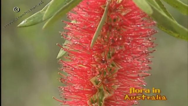 Australian bottlebrush - callistemon citrinus