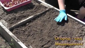 Высадка гладиолусов. Еще раз о важном!