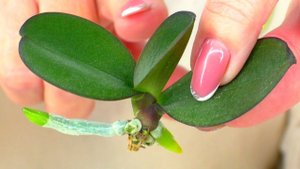 А вы знаете, когда НУЖНО отделить Детку Орхидеи, даже если корни маленькие?