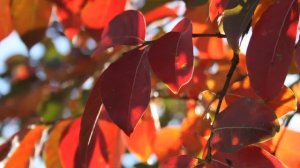 Crape Myrtle, Southern Gardening, Sept. 19, 2012