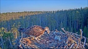 Завтрак. Breakfast. Скопа Марко и Миина. (Эстония) - Estonian Osprey Nest (Marko & Miina)