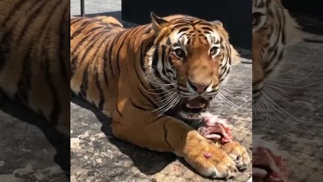 Tiger тигр который кушает курочку смотреть онлайн