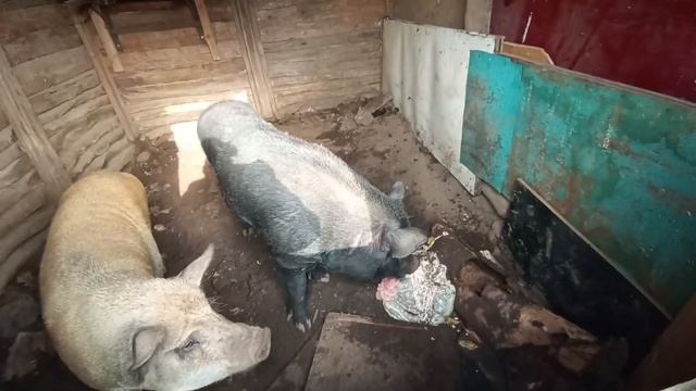 Забой поросенка 220вольт, мой вывод