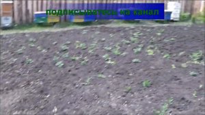 ВЫВЕЛИ СВОИХ МАТОК,ЮЖНОУРАЛЬСКИЕ МАТКИ