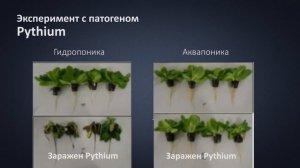 Лекция 9. Pythium (Питиум) боится Аквапоники !?. Неспособность Гидропоники противостоять Питиум.