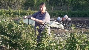 Как спасти смородину и черешню от птиц