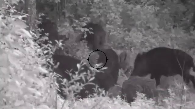 Охота на кабана смотреть онлайн