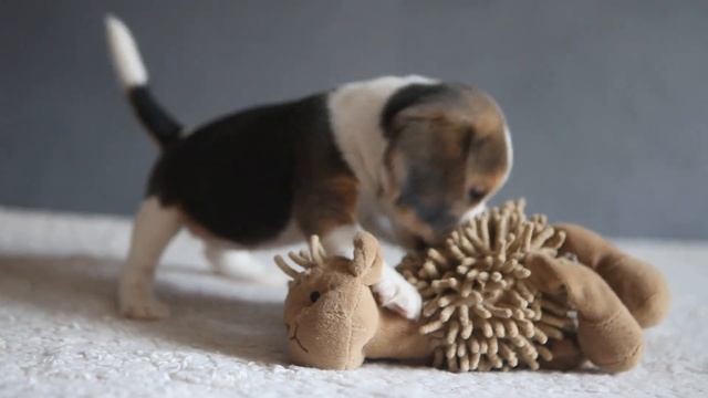 Щенок бигля 5 недель. Питомник биглей "Alpine Flowers" смотреть онлайн