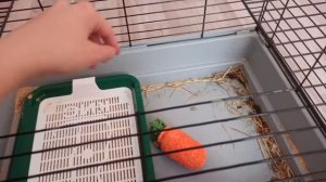 плюсы и минусы содержания декоративного кролика