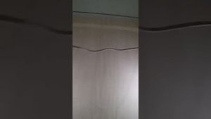 выгонка лука на перо