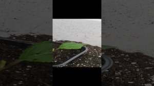 Как правильно пересадить укоренившийся черенок метельчатой гортензии, чтобы он не погиб. Лето 2023