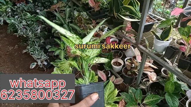 Big Big Big sale. Plants starting@ 20rs. #onlineplants. #aglonima #calathea.
