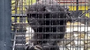 ШИМПАНЗЕ ТАНЦУЕТ ЗА АПЕЛЬСИН/ зоопарк Сказка