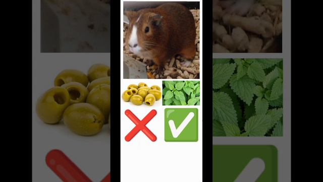 Угадай что можно есть морской свинке часть 27 Если не залетит то у вас будет 100 уроков