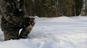 ЗА ТАЕЖНЫМ ХАРИУСОМ/на тайге и LYNX5900