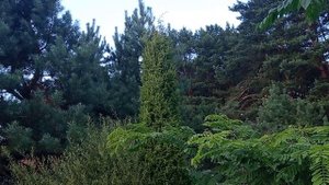 Простой лесной можжевельник в дизайне моего сада "Вилла Адриатика".