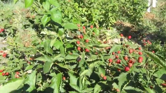 аучита ежевика в Таганроге смотреть онлайн