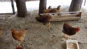 Каннибализм у кур