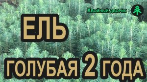 Сеянцы ели колючей Glauka 2-х летка. Саженцы хвойных в питомнике "Хвойный дворик" (осень 2019)